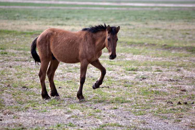 mustangs